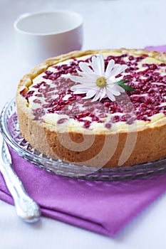 Pie with cottage cheese and redcurrant