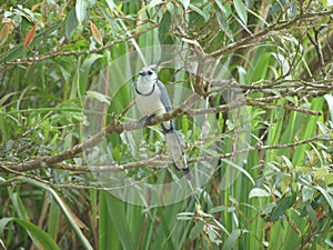 Pie throated blanche Jay, Arenal Volcano Costa Rica.