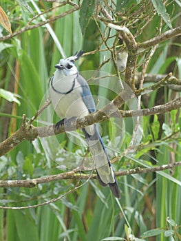 Pie throated blanche Jay, Arenal Volcano Costa Rica. (Cropped photo)