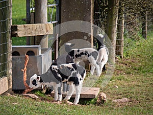 Piebald black and white lambs, probably Jacob breed sheep in field. UK.