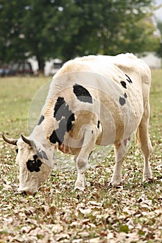Piebald cow