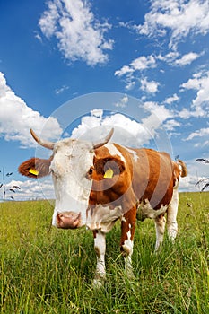 Piebald cow on the field