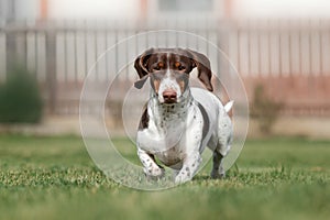 piebald dachshund dog running on green grass photo of pets