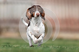 piebald dachshund dog running on green grass photo of pets