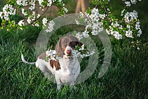 piebald dachshund sits under a blooming tree and holds a twig with flowers in its teeth