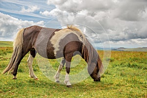 Piebald Dartmoor Pony grazing in the moor in Dartmoor, Devon, UK