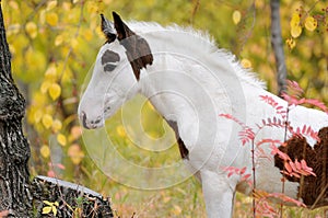 Piebald foal