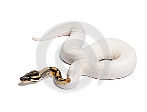 Piebald high white ball python, python regius