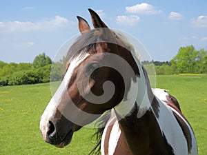 Piebald horse