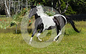 Piebald horse galloping