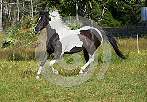 Piebald horse galloping in a field