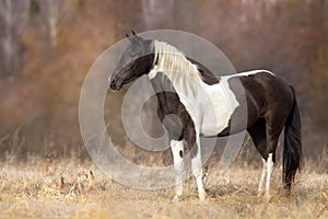 Piebald horse outdoor