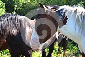 a piebald horse in the paddock on a sunny summer day close up,