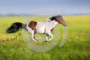 Piebald horse run
