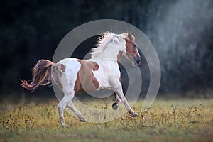 Piebald  horse run