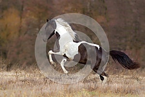 Piebald horse run free