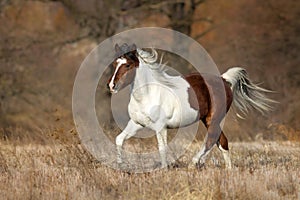 Piebald  horse run