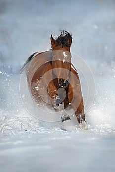 Piebald horse run gallop in snow