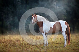 Piebald  horse standing