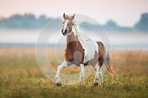 Piebald  horse trotting in sunrise fog