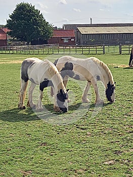 Piebald horses nigbble grass in the paddock