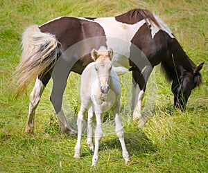 a piebald mare of an Icelandic Horse with it`s lovely white foal in the meadow