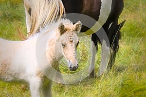 a piebald mare of an Icelandic Horse with it`s lovely white foal