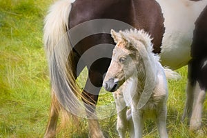 a piebald mare of an Icelandic Horse with it`s lovely white foal