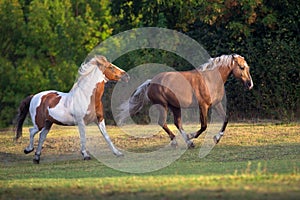 Piebald and palomino horse photo