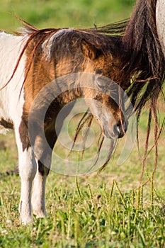 Vertical view of pony foal in a meadow covered with his mother`s tail. photo