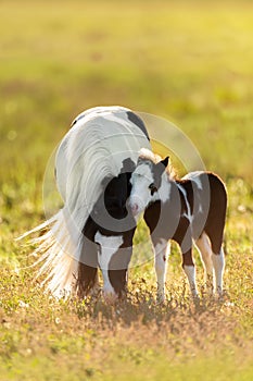 Piebald pony mare with foal