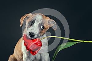 Piebald puppy keeping in teeth a tulip flower at dark background