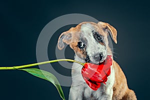 piebald puppy keeping in teeth a tulip flower at dark background