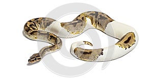 Piebald python regius smelling with its tongue, isolated on white