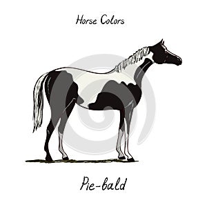 Piebald, skewbald, pinto horse color chart on white. Equine coat colors with text.