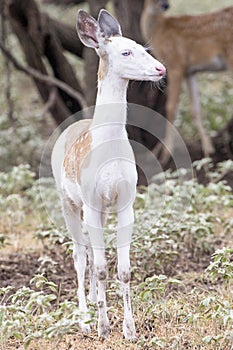 Piebald Whitetail fawn in vertical photograph