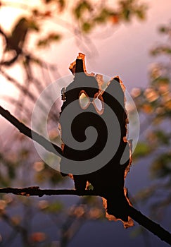 A piece of aspen cortex in the form of an owl.