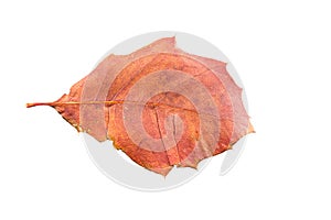 Piece of autumn leave withering in fall