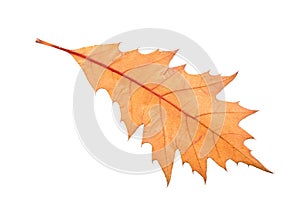 Piece of autumn leave withering in fall