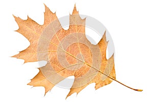 Piece of autumn leave withering in fall