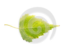 Piece of autumn leave withering in fall