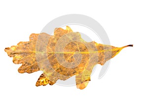 Piece of autumn leave withering in fall