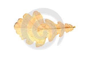 Piece of autumn leave withering in fall