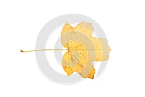 Piece of autumn leave witheringin fall