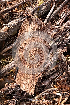 piece of bark with traces of the Bark Beetle