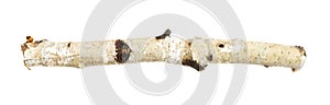 A piece of birch twigs on a white isolated background