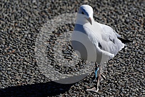 A piece of blue plastic rubbish has wrapped itself around a seagull`s leg