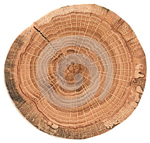 Piece of circular wood cross section with cracks and annual rings. Oak tree slice texture isolated on white background