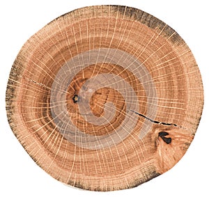 Piece of circular wood slab with cracks and tree growth rings. Oak tree slice texture isolated on white background
