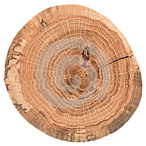 Piece of circular wood stump with cracks and annual rings. Oak tree slab texture isolated on white background